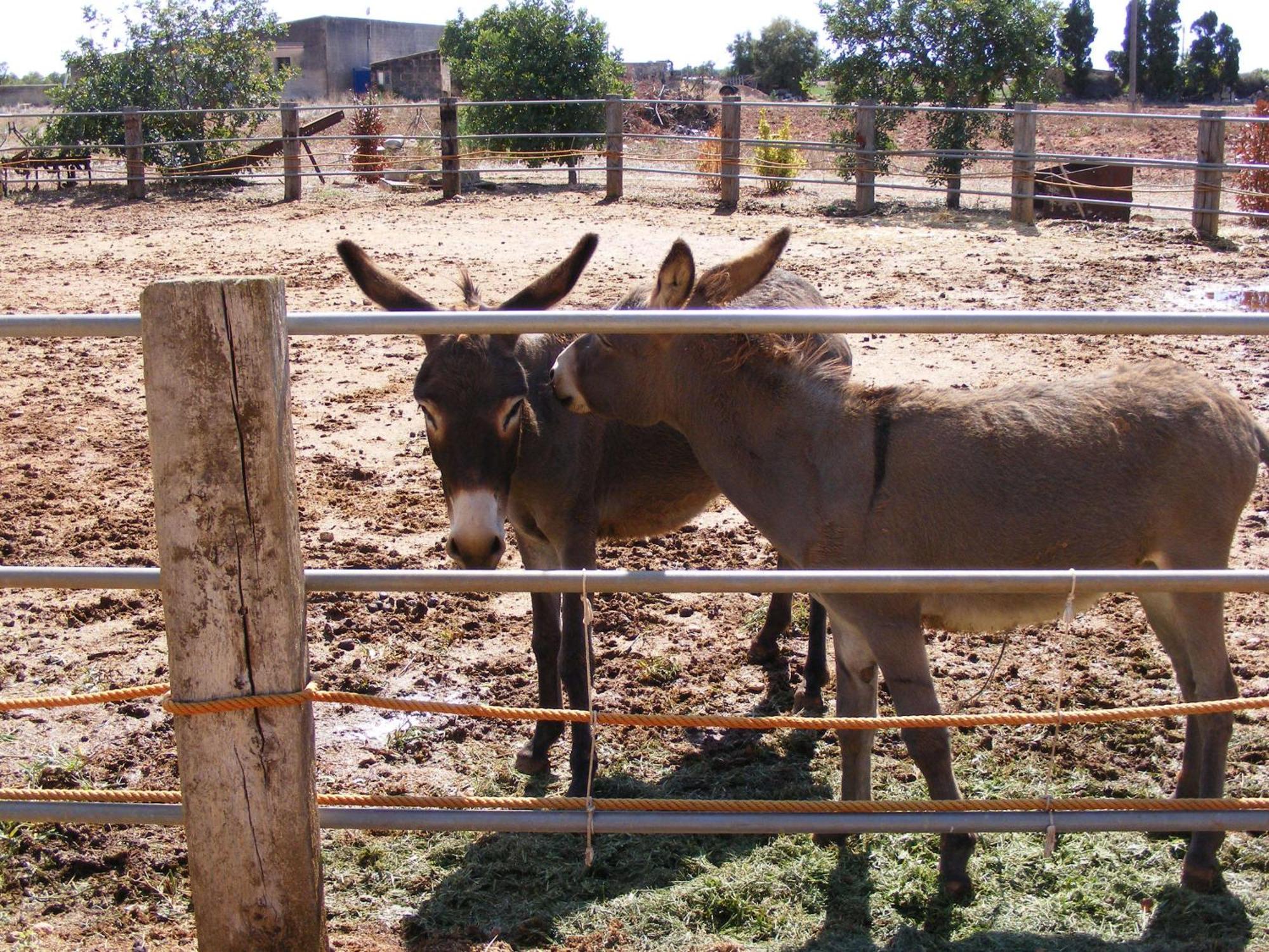 Agroturismo Finca Sant Blai Campos Kültér fotó