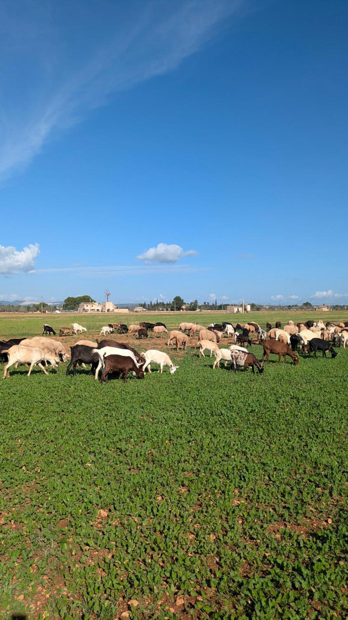 Agroturismo Finca Sant Blai Campos Kültér fotó