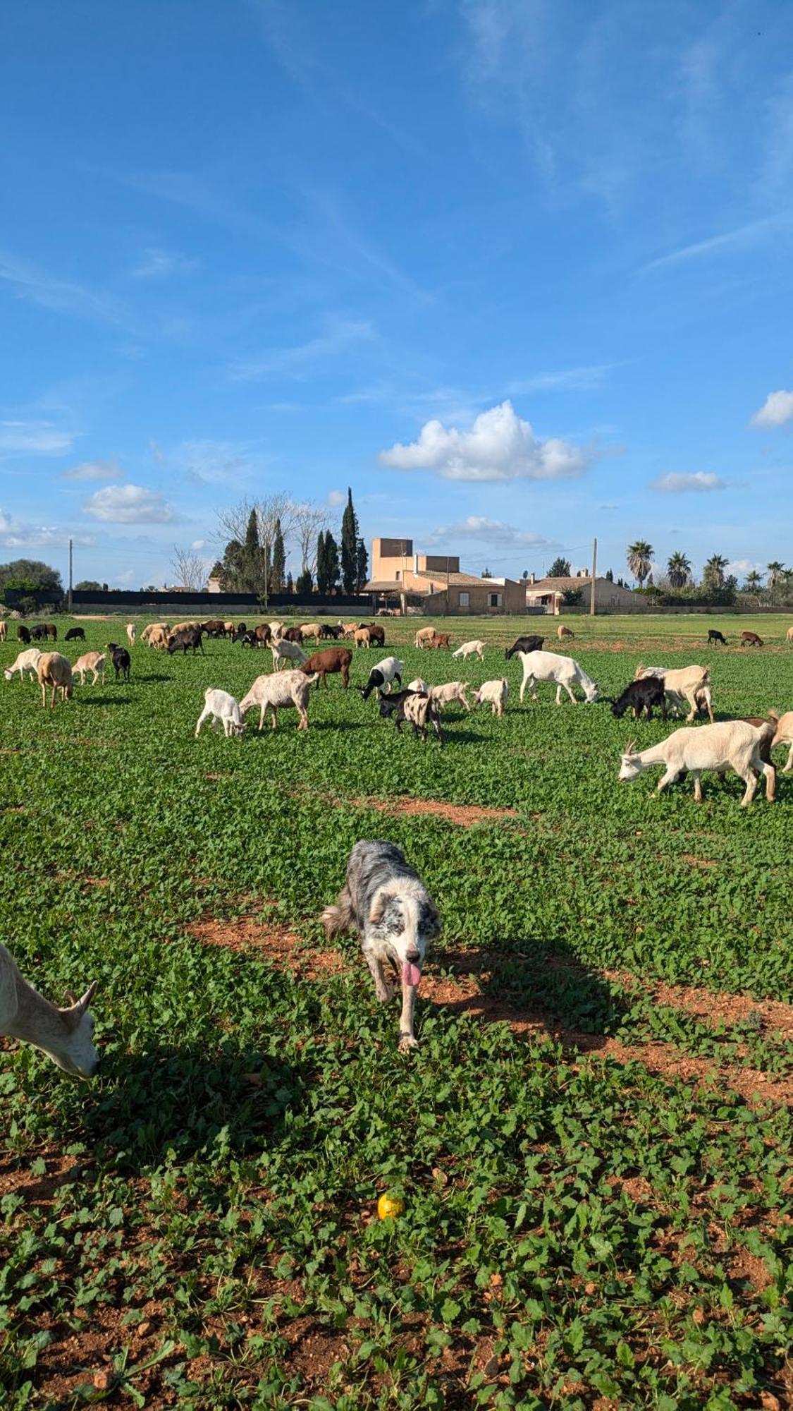 Agroturismo Finca Sant Blai Campos Kültér fotó