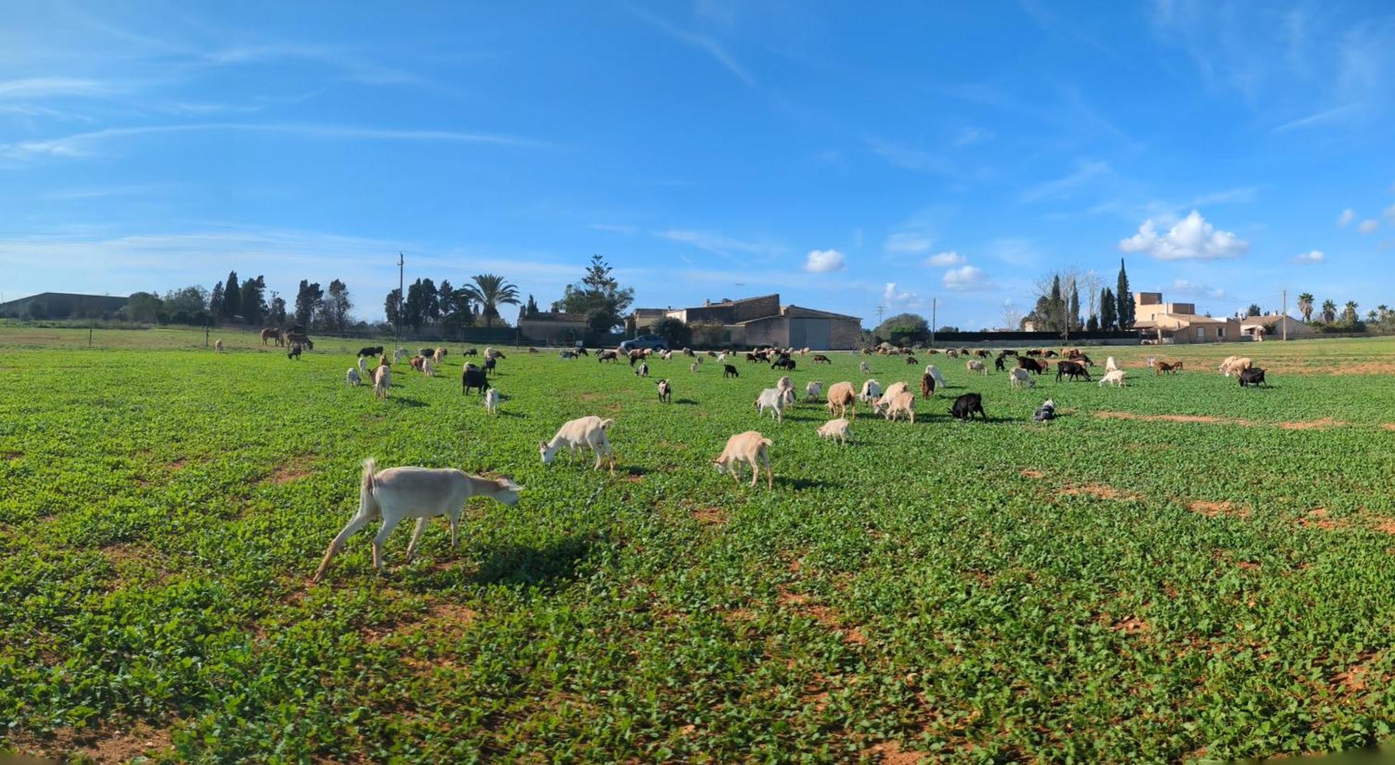 Agroturismo Finca Sant Blai Campos Kültér fotó