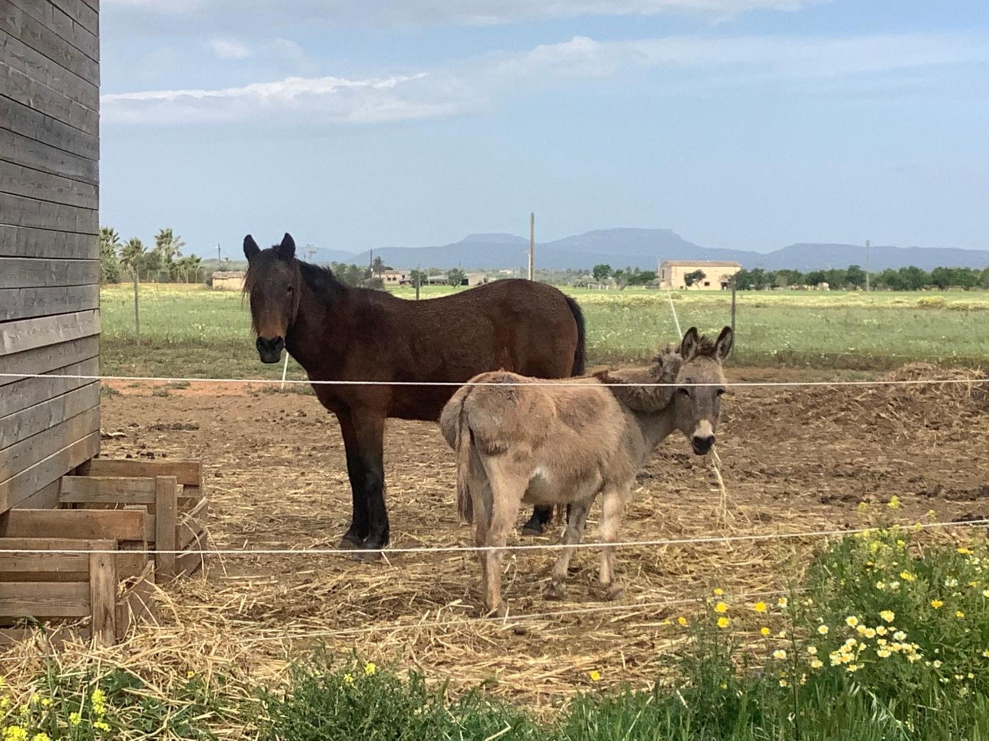 Agroturismo Finca Sant Blai Campos Kültér fotó