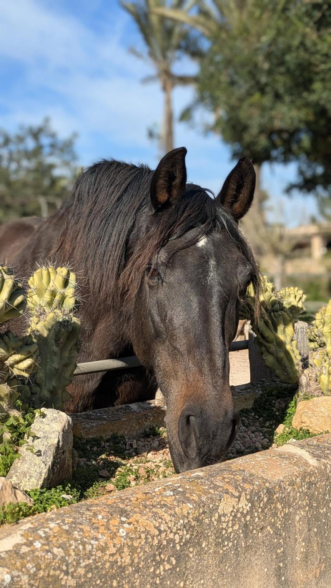 Agroturismo Finca Sant Blai Campos Kültér fotó
